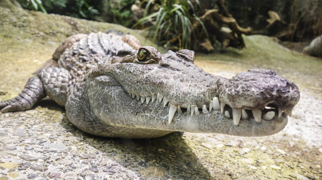 Ile waży krokodyl