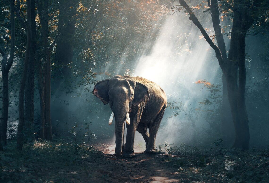 Co je i ile waży słoń?