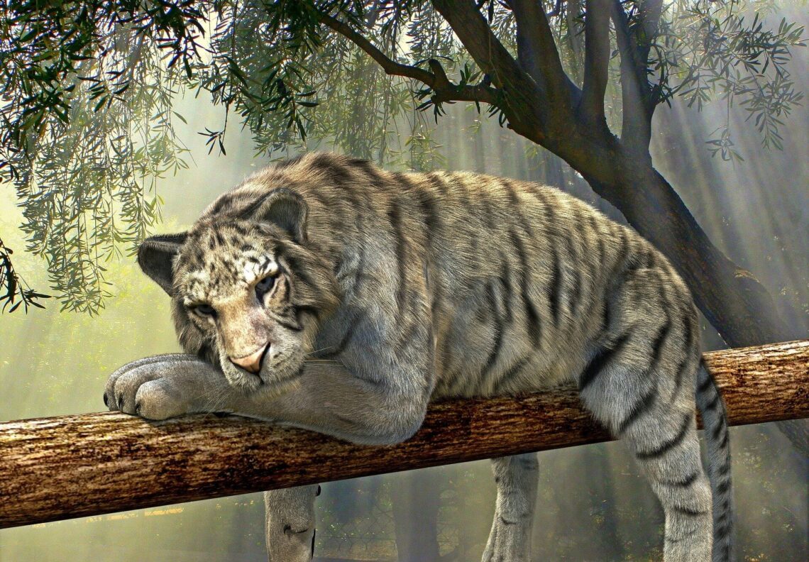 Co je i ile waży tygrys?
