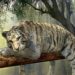 Co je i ile waży tygrys?