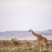 Co je i ile waży żyrafa?