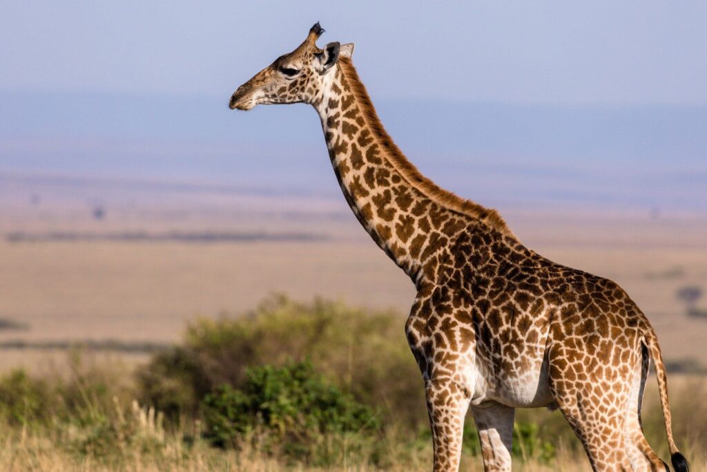 ile waży żyrafa