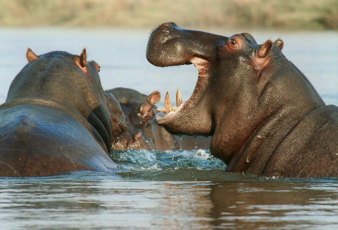 co je hipopotam