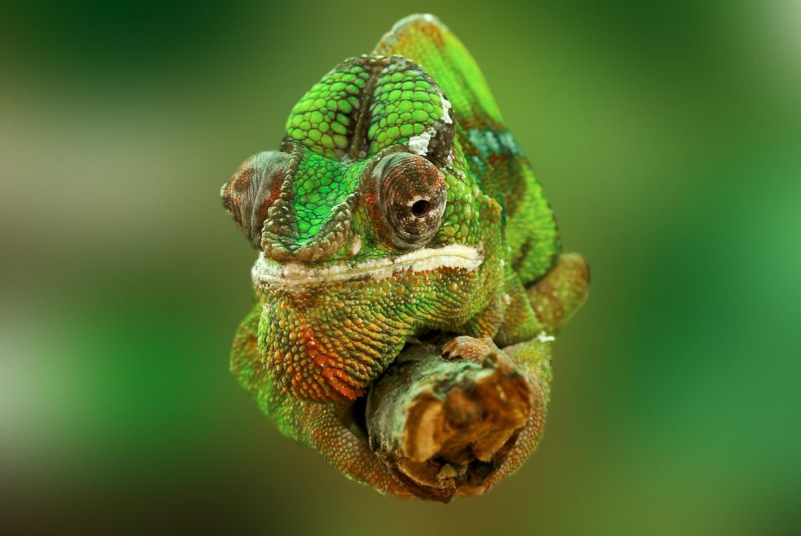ile żyje kameleon