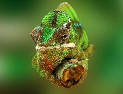 ile żyje kameleon