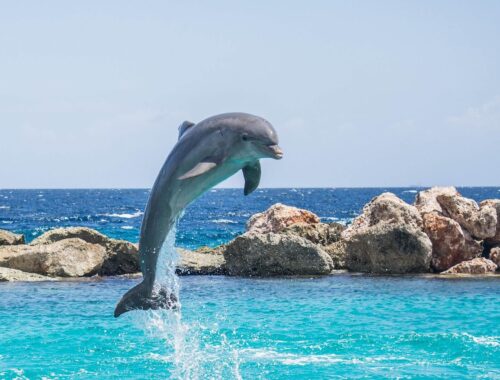 Co je delfin