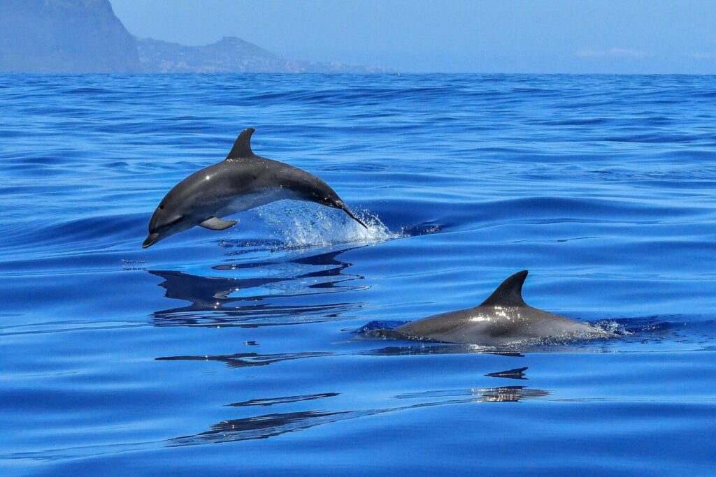ile waży delfin