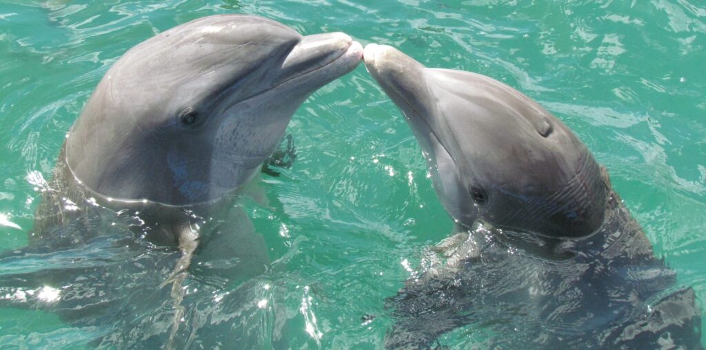 Ile żyją delfiny